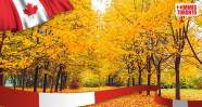 Exploring The Symbolic Maple Leaf Of Canada